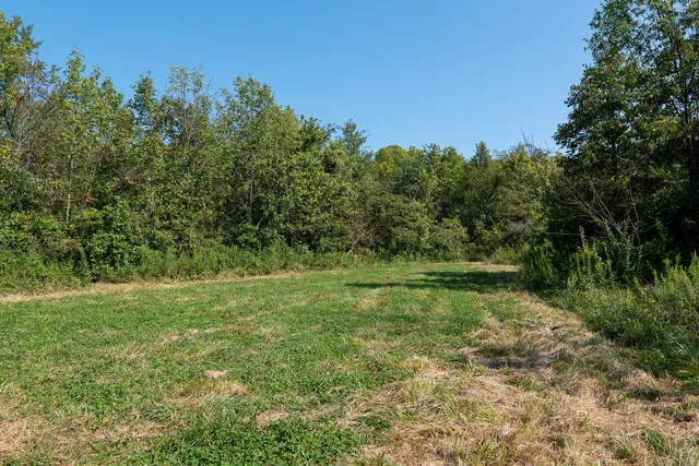 a view of a tree in a yard