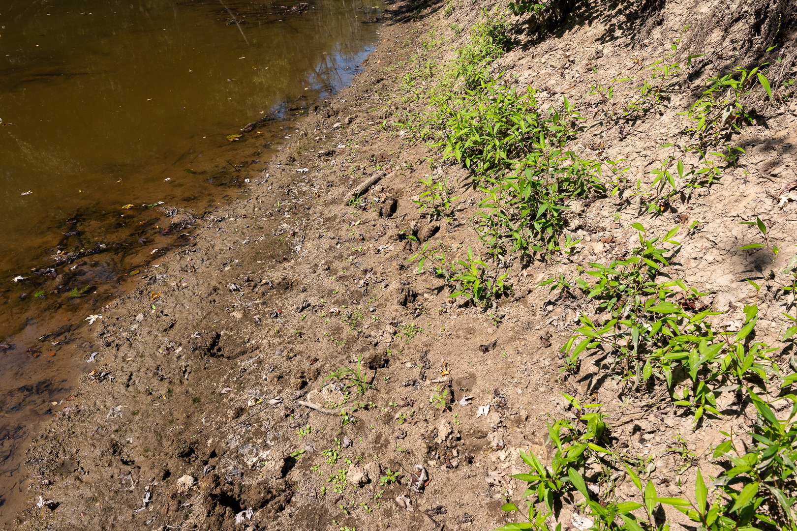 Tract 3 Mayflower Road Clay City, IL 62824 - Photo 25 of 28 a view of a yard with a tree