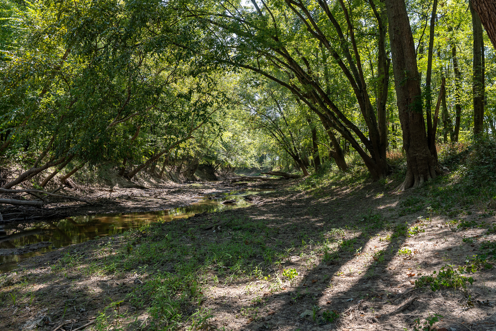 Tract 3 Mayflower Road Clay City, IL 62824 - Photo 26 of 28 a view of a tree in a yard