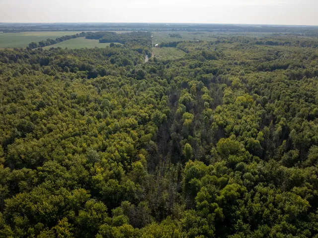 a view of a lush green forest with trees and some houses