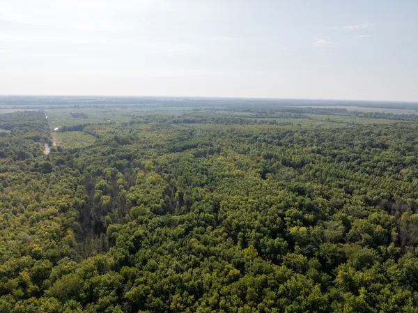 a close up of a plant in a garden