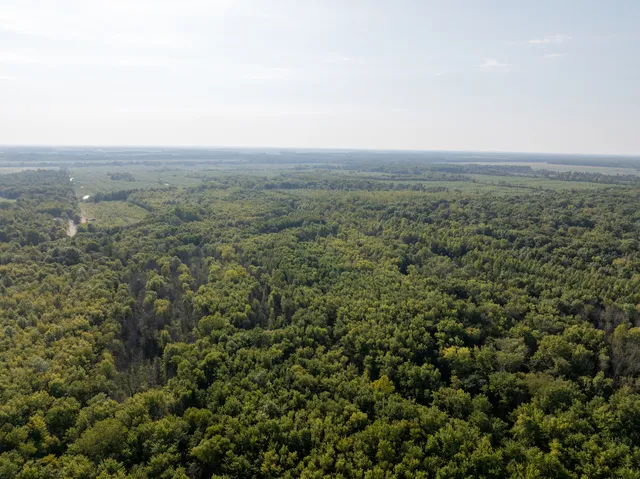 a close up of a plant in a garden