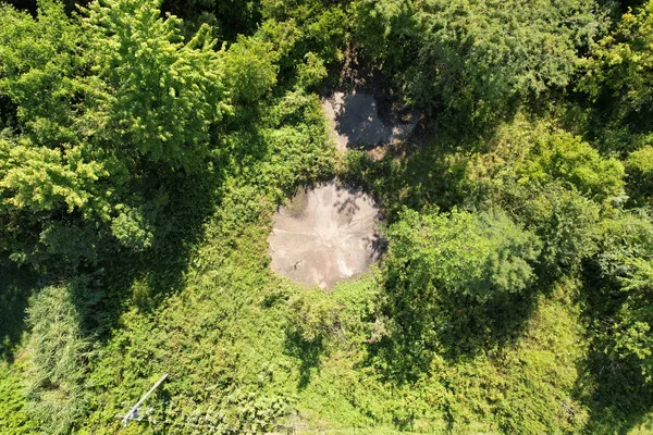a view of a garden with a plant