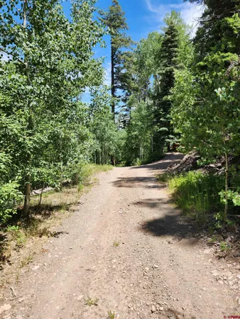 a view of a yard with plants and trees