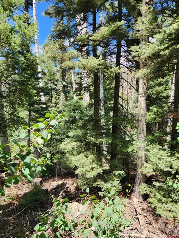 a view of a tree with lots of bushes