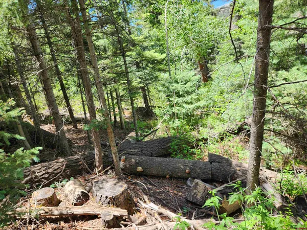 a backyard of a house with lots of green space