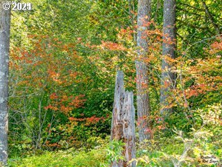 Mt Pleasant Road Washougal, WA 98671 - Photo 18 of 29 a close up of a tree
