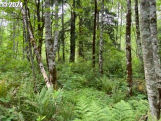 Mt Pleasant Road Washougal, WA 98671 - Photo 27 of 29 a view of a lush green forest