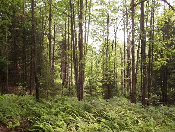 Off Frazier Road Morristown, VT 05661 - Photo 1 of 5