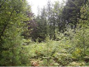 Off Frazier Road Morristown, VT 05661 - Photo 2 of 5