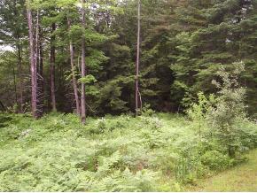 Off Frazier Road Morristown, VT 05661 - Photo 4 of 5