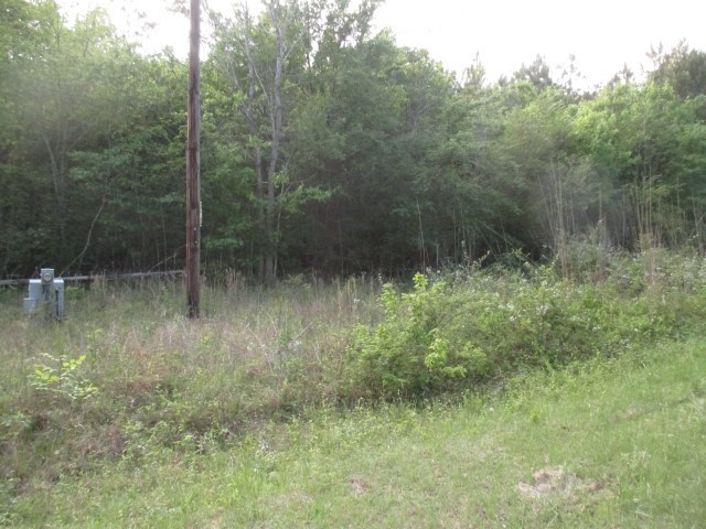 a view of a forest