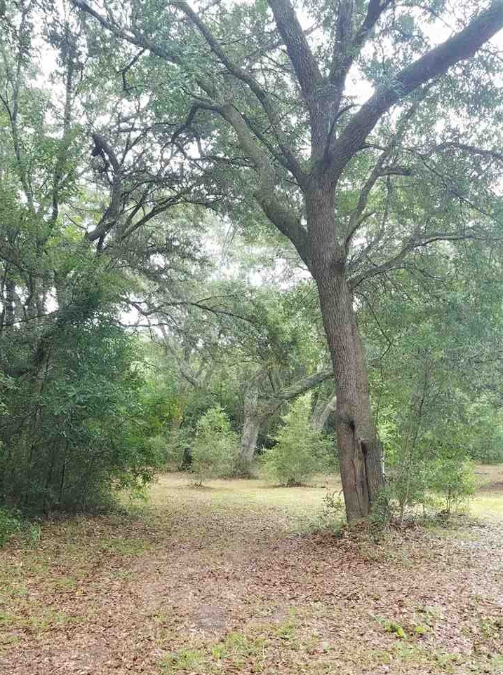 8600 Troy Drive Elberta, AL 36530 - Photo 8 of 18 North side yard