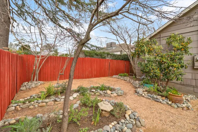 a view of a backyard with plants and a large tree