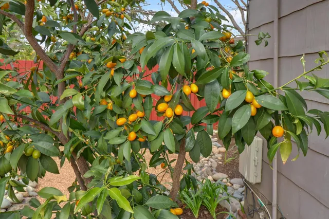 a view of a house with a yard and potted plants
