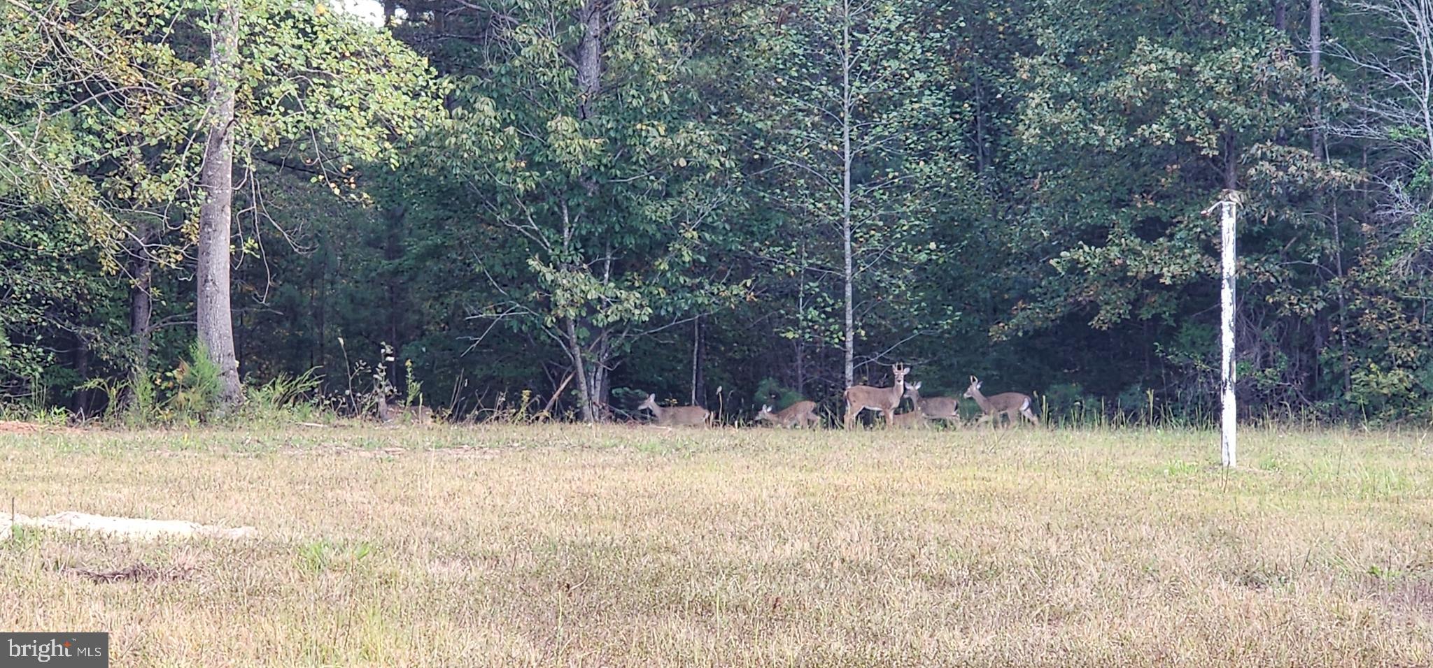943 White Walnut Road Louisa, VA 23093 - Photo 11 of 12 Graceful deer in a serene woodland setting.