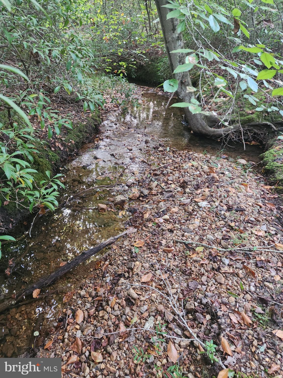 943 White Walnut Road Louisa, VA 23093 - Photo 3 of 12 Tranquil stream winding through lush greenery.