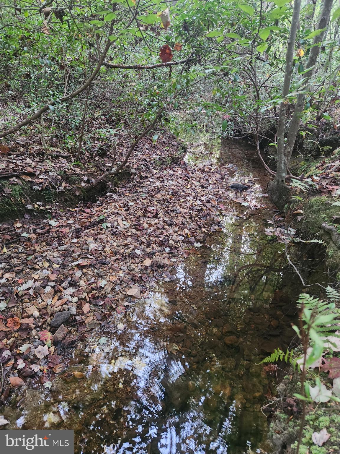 943 White Walnut Road Louisa, VA 23093 - Photo 4 of 12 Tranquil stream surrounded by autumn leaves.