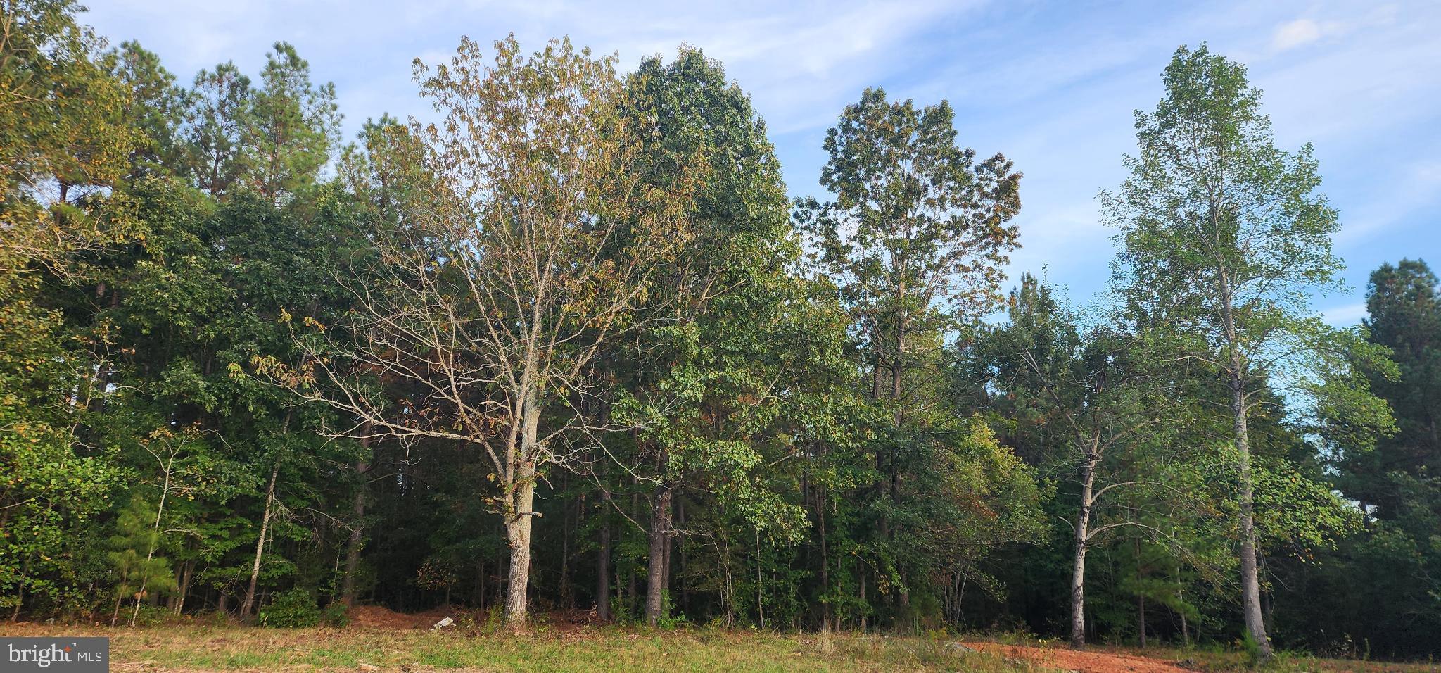 943 White Walnut Road Louisa, VA 23093 - Photo 7 of 12 Serene woodland retreat awaits your vision.