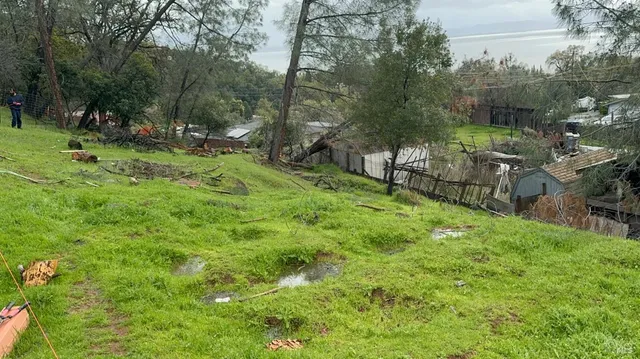 a view of a park with large trees