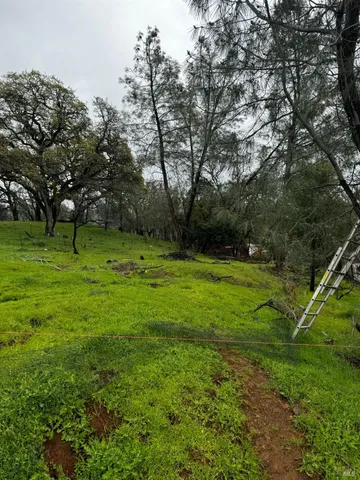 a view of a grassy field with trees