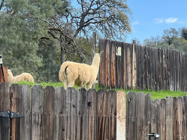 a view of a wooden fence