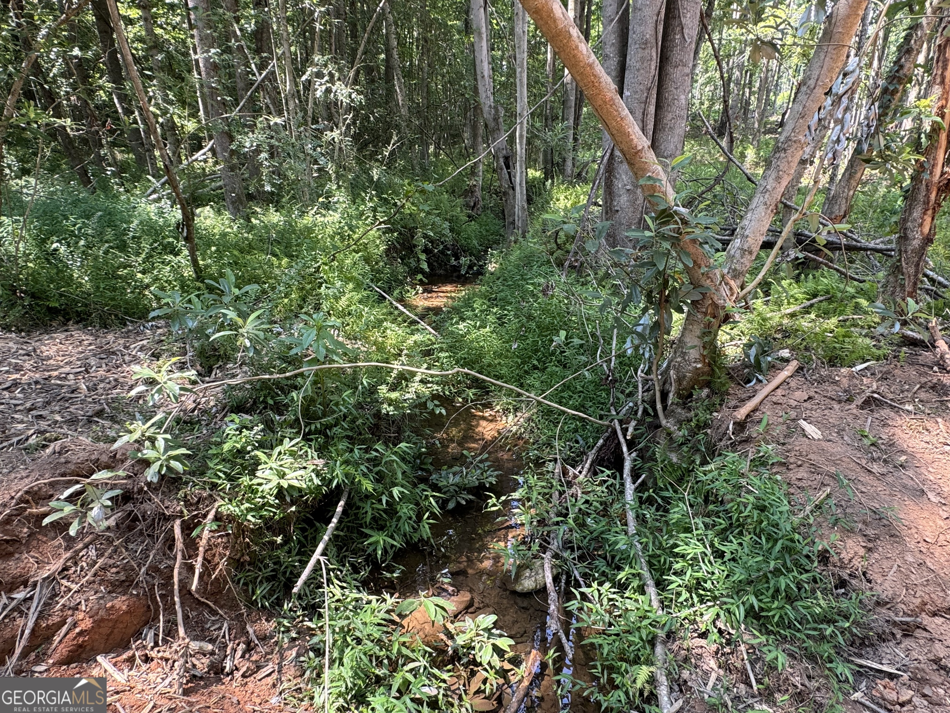 Lot 4 Happy Hollow Road Roopville, GA 30170 - Photo 8 of 9 a plant view in yard