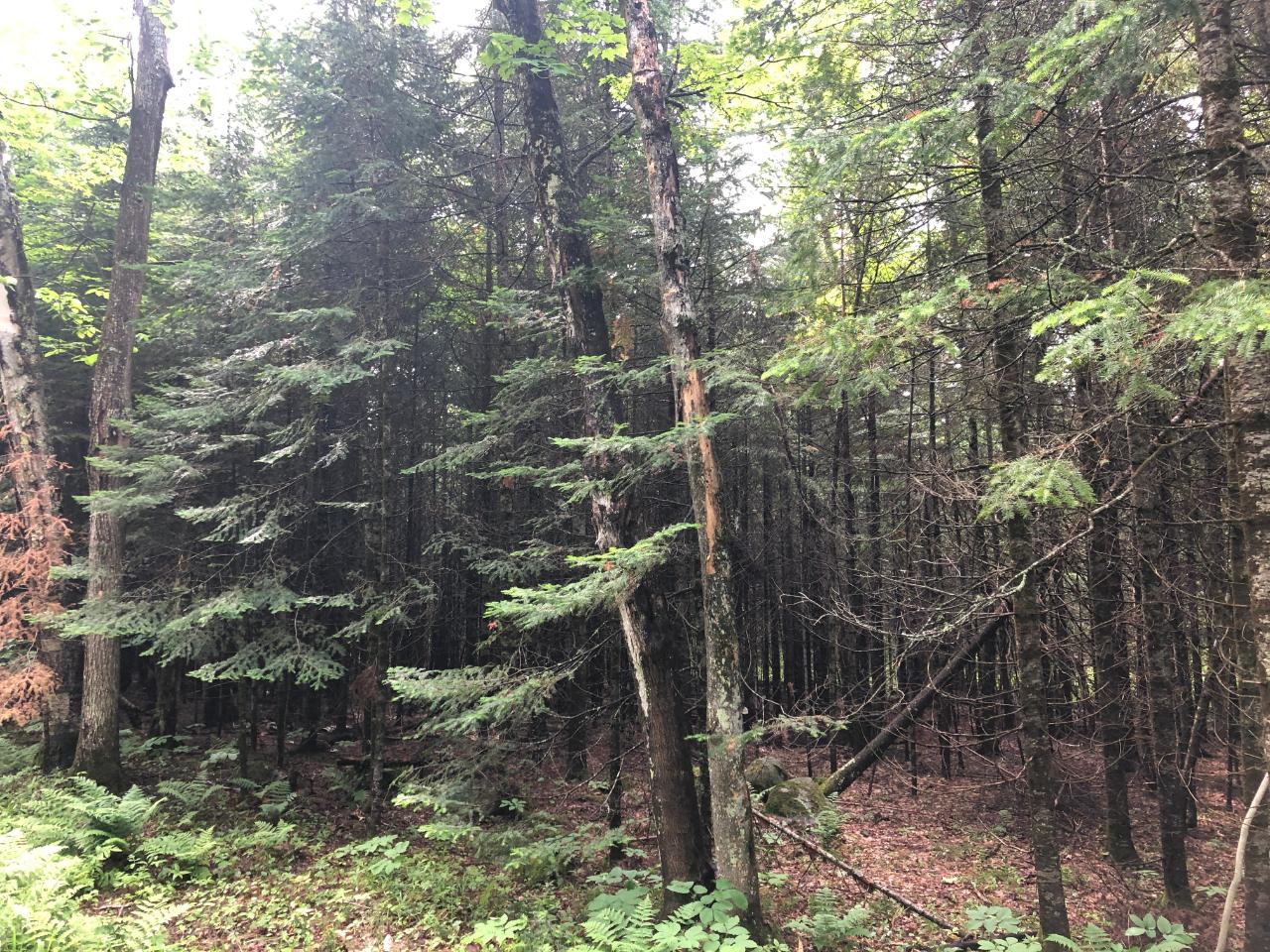 Lot #1 Columbus Lake Road, Unit ON Eagle River, WI 54521 - Photo 2 of 27 Gallery Image 2