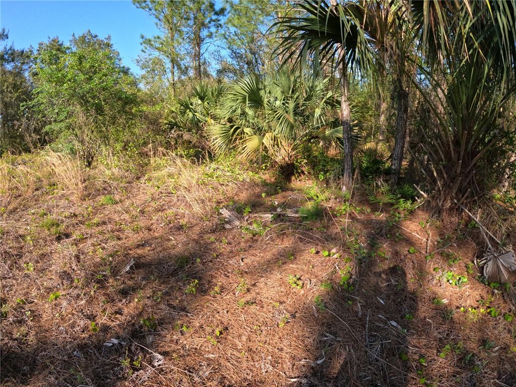 43718 Cooter Pond Road DeLand, FL 32720 - Photo 11 of 15 a view of a tree