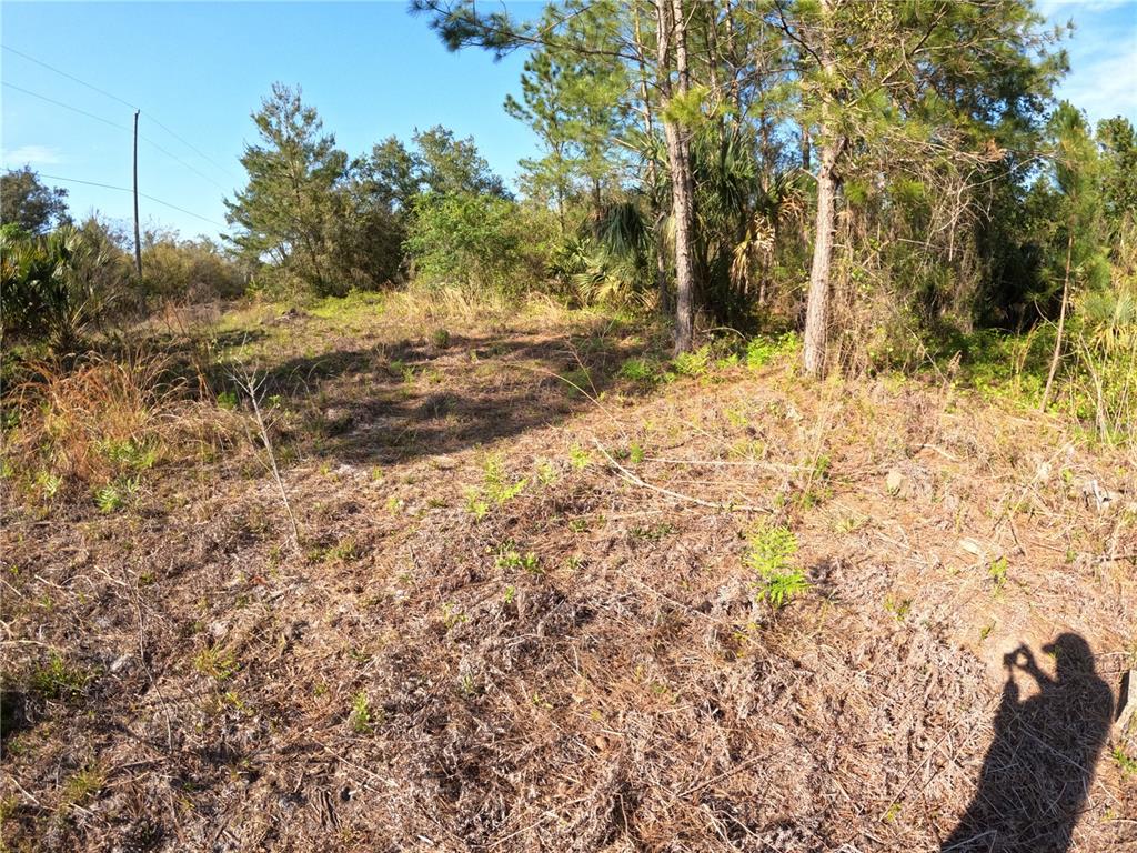 43718 Cooter Pond Road DeLand, FL 32720 - Photo 12 of 15 a view of a yard with trees