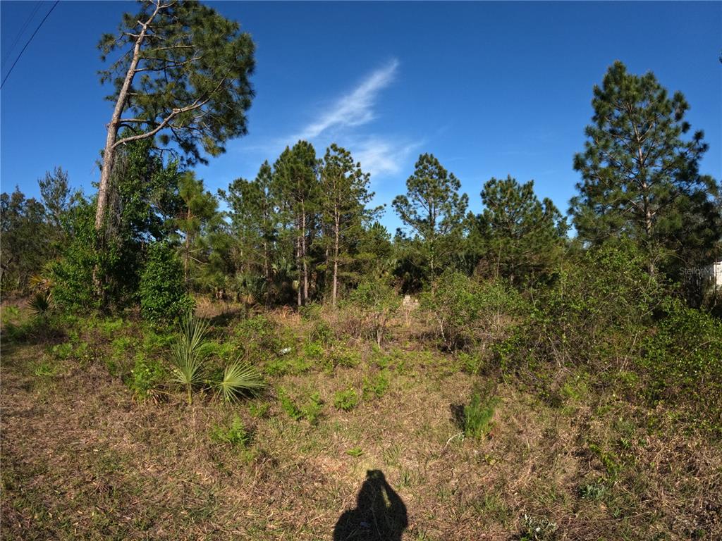 43718 Cooter Pond Road DeLand, FL 32720 - Photo 13 of 15 a view of a tree with a yard