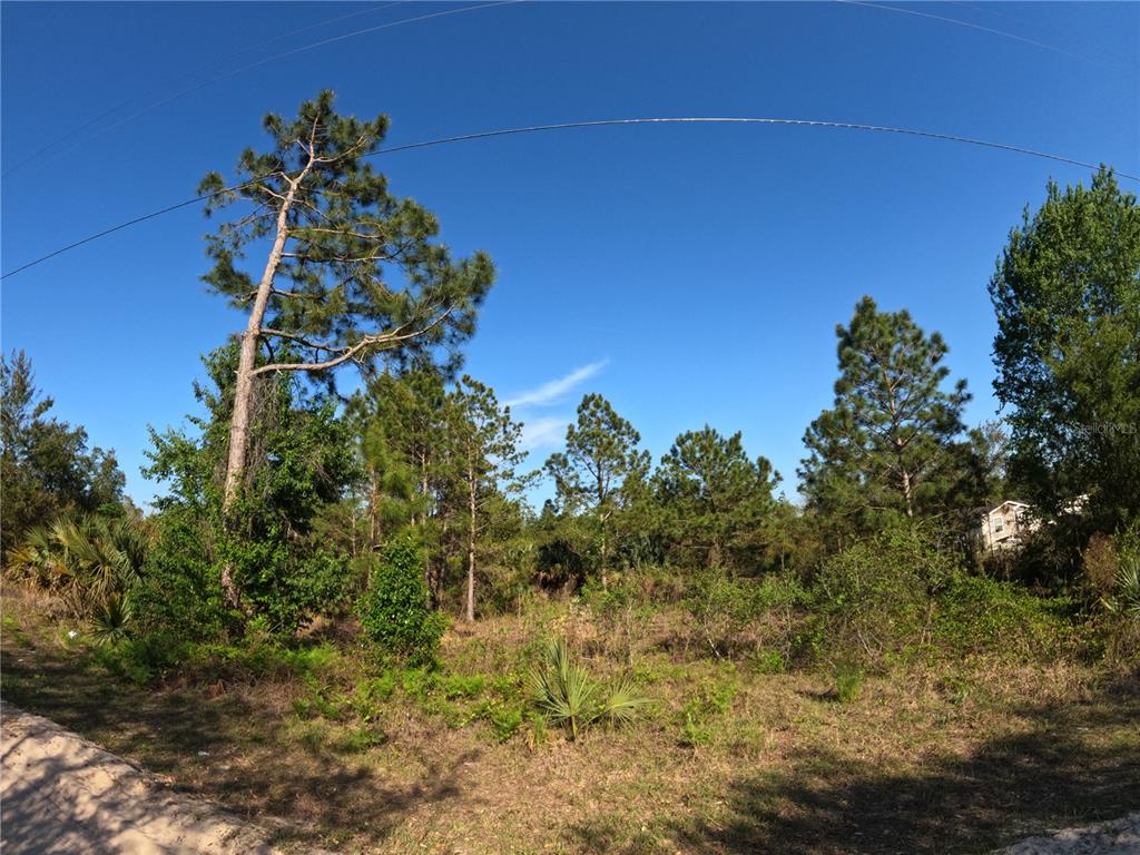 43718 Cooter Pond Road DeLand, FL 32720 - Photo 5 of 15 a view of a plant in a garden