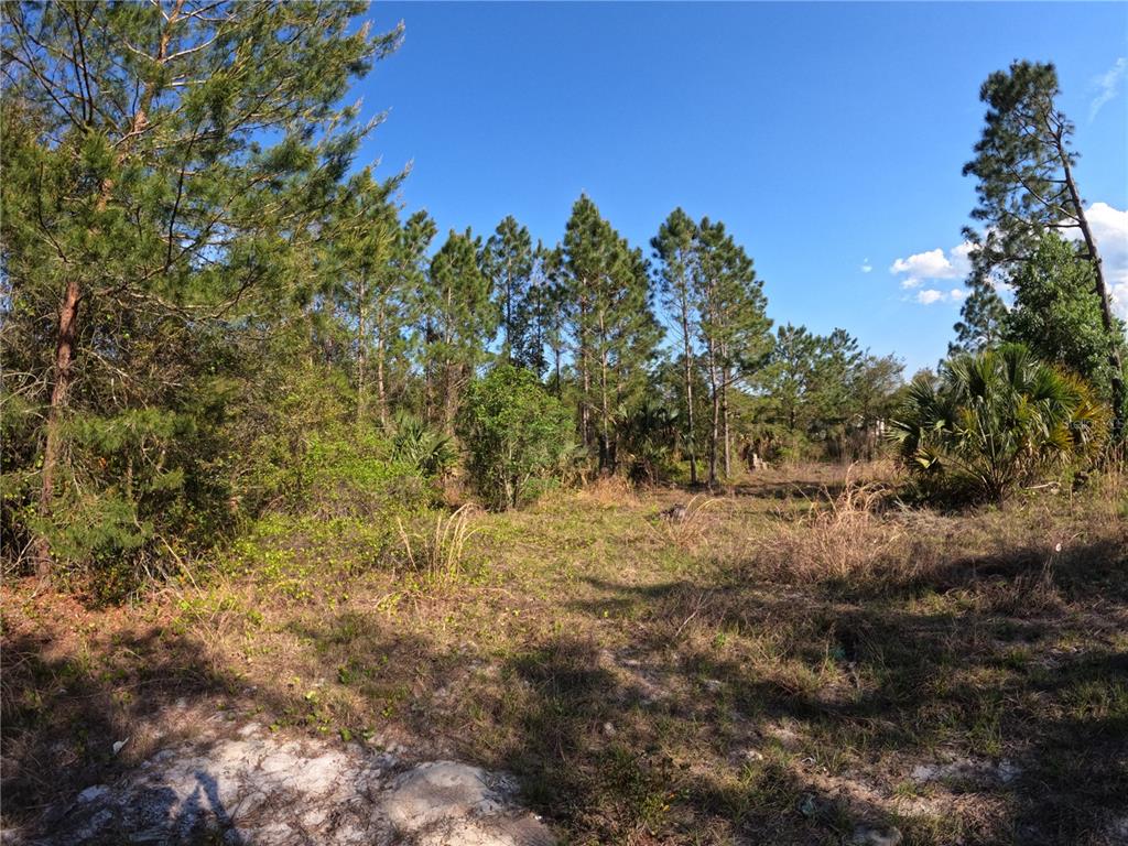 43718 Cooter Pond Road DeLand, FL 32720 - Photo 7 of 15 a view of a yard with large trees