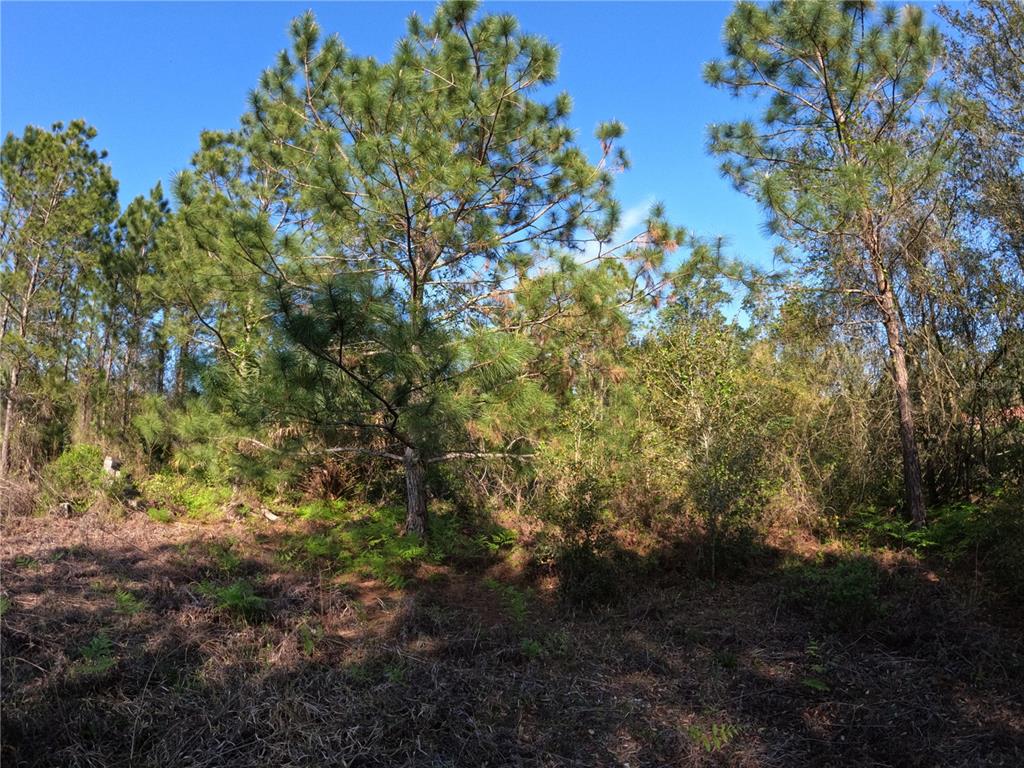 43718 Cooter Pond Road DeLand, FL 32720 - Photo 8 of 15 a view of a yard