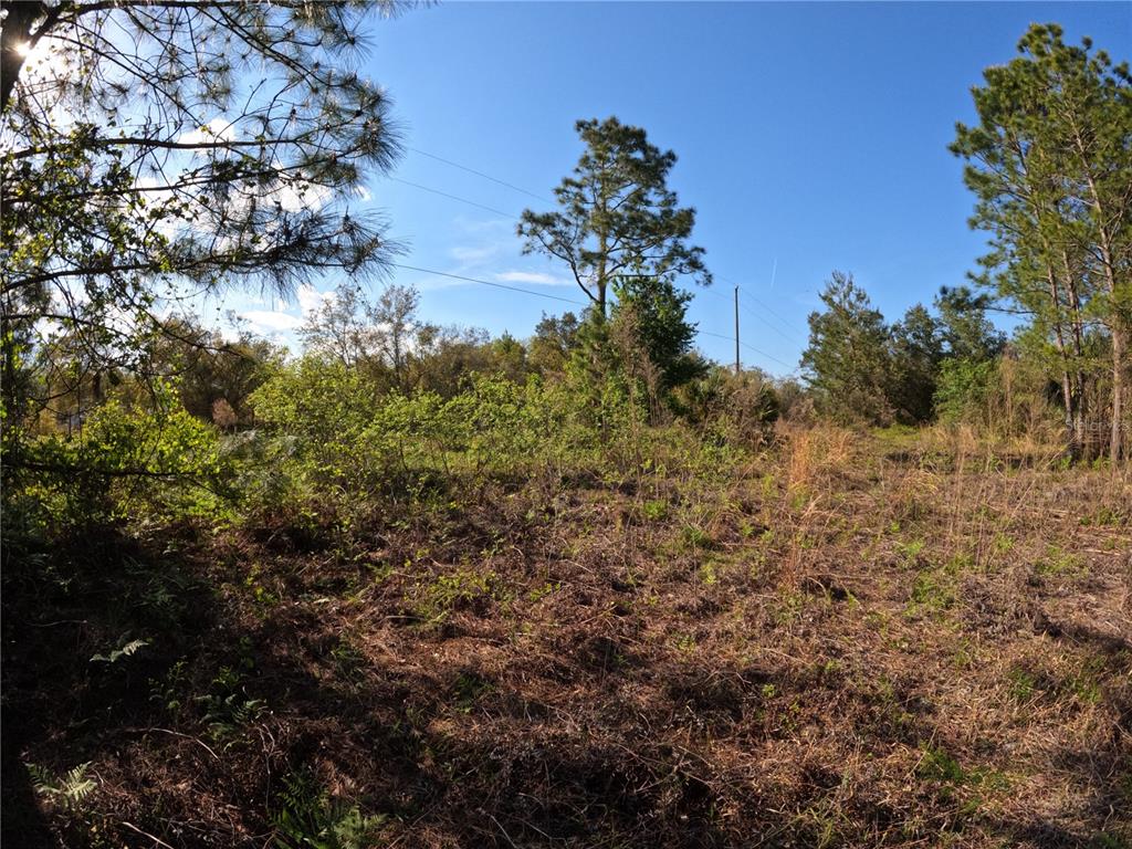 43718 Cooter Pond Road DeLand, FL 32720 - Photo 9 of 15 a view of a houses of a yard