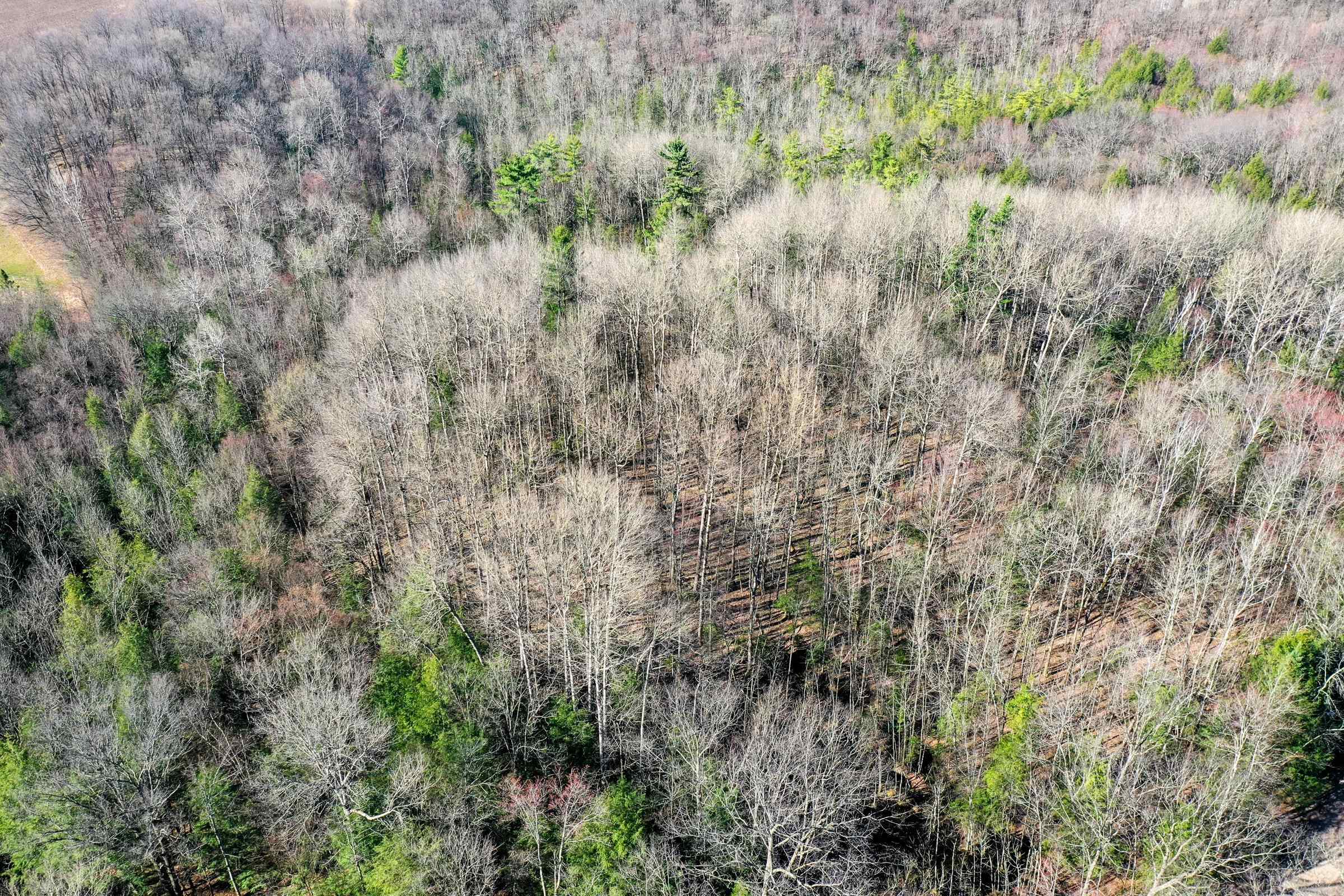 5-acres Salem Lake Road Medford, WI 54451 - Photo 8 of 10