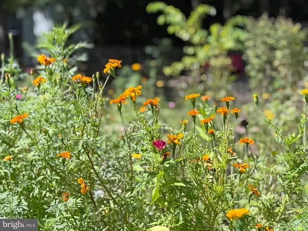 a view of a flower