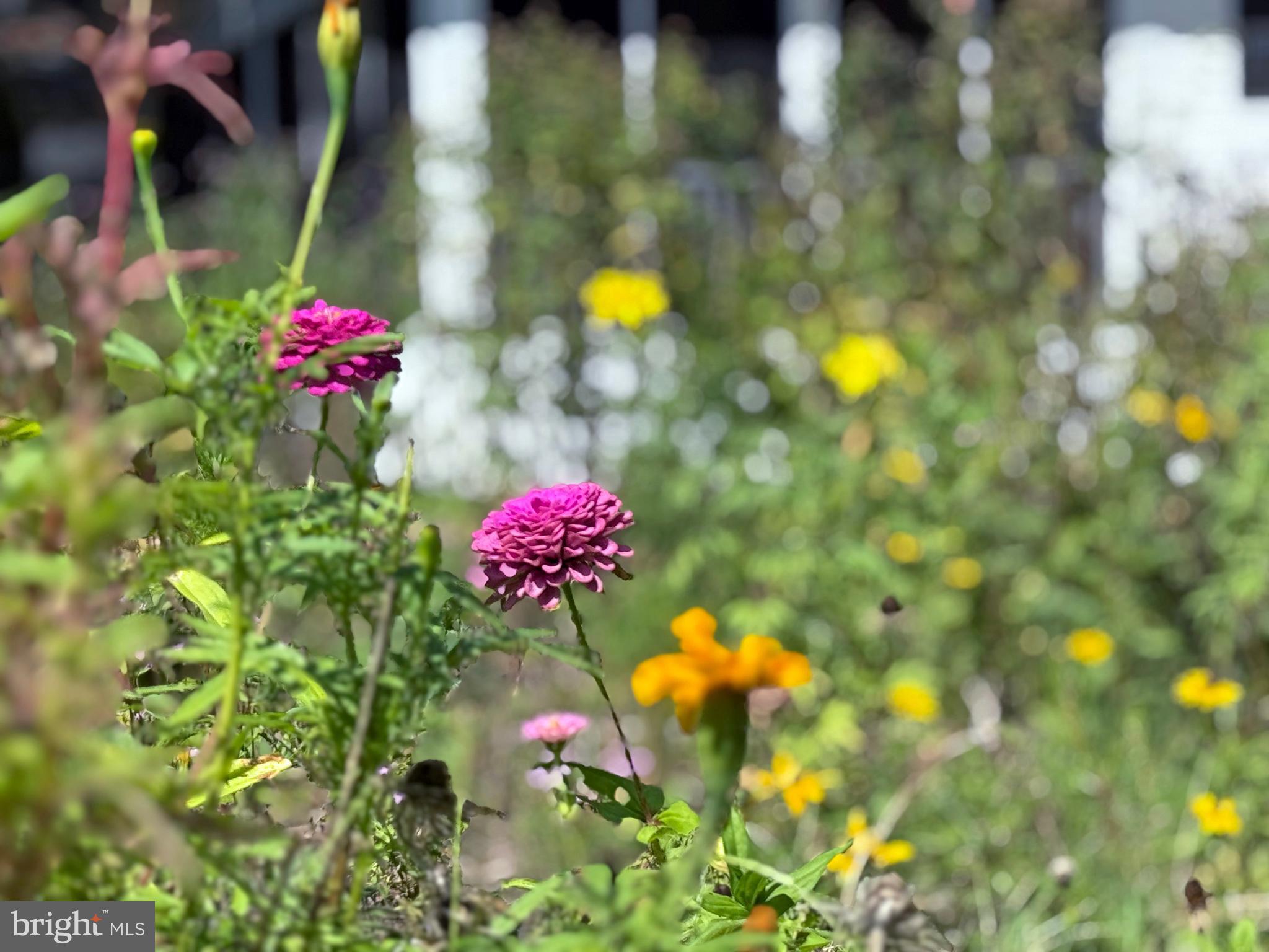 33280 Sassafras Court Ocean View, DE 19970 - Photo 42 of 45 a view of a flower