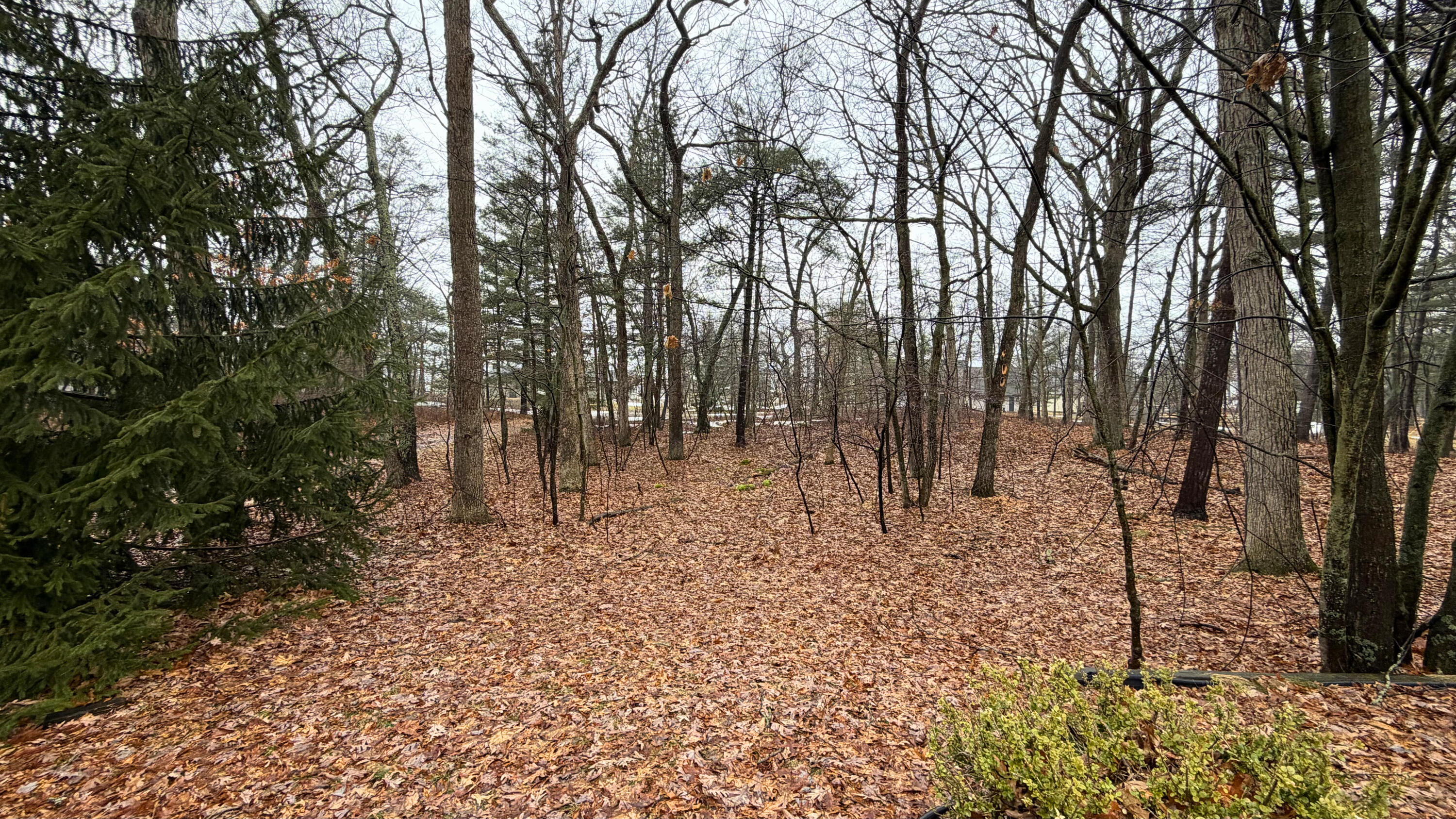 7585 Tree Top Lane Pigeon, MI 48755 - Photo 101 of 105 yard 5
