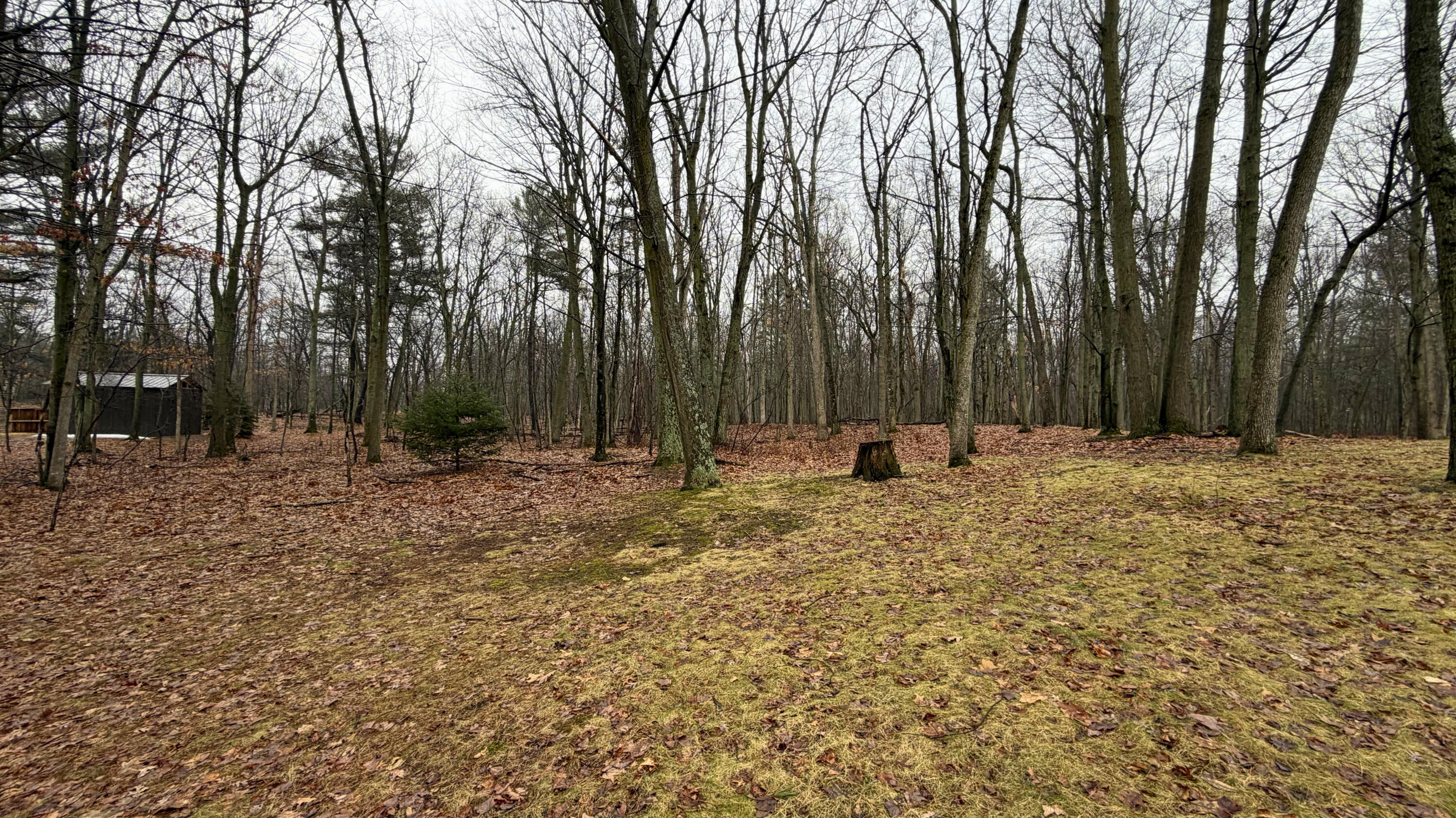 7585 Tree Top Lane Pigeon, MI 48755 - Photo 103 of 105 yard 9