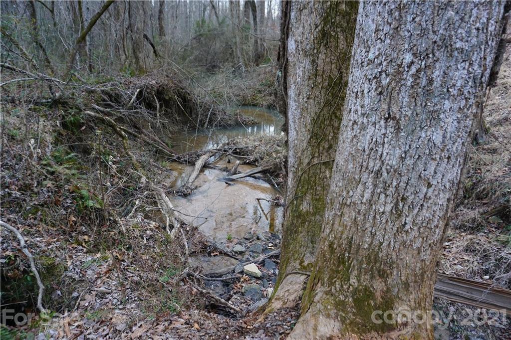 2312 Owl Hollow Road Mill Spring, NC 28756 - Photo 12 of 22 a view of a forest with a tree