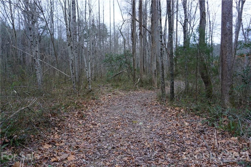 2312 Owl Hollow Road Mill Spring, NC 28756 - Photo 16 of 22 a view of a forest with lots of trees