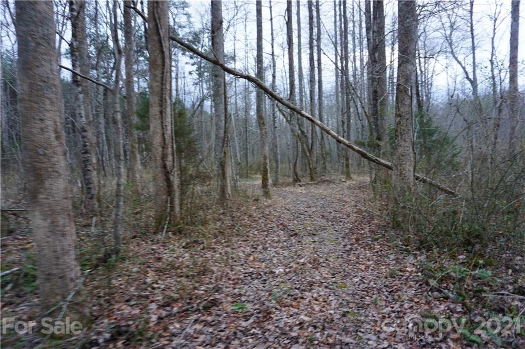 2312 Owl Hollow Road Mill Spring, NC 28756 - Photo 17 of 22 a view of two trees in a yard