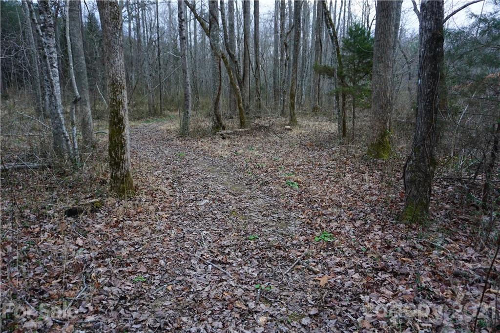 2312 Owl Hollow Road Mill Spring, NC 28756 - Photo 18 of 22 a view of a yard with trees