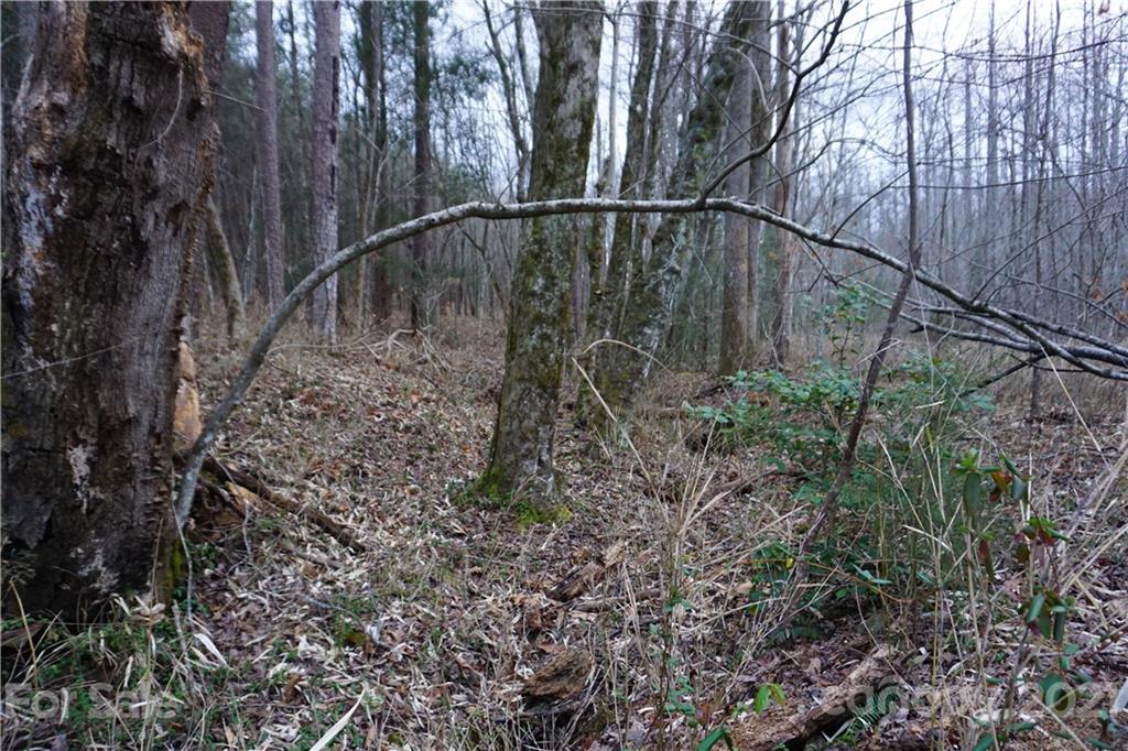 2312 Owl Hollow Road Mill Spring, NC 28756 - Photo 20 of 22 a view of outdoor space and garden