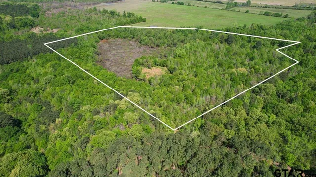 a view of a forest with a street