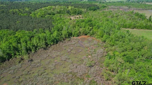 a view of a lush green forest with lots of trees