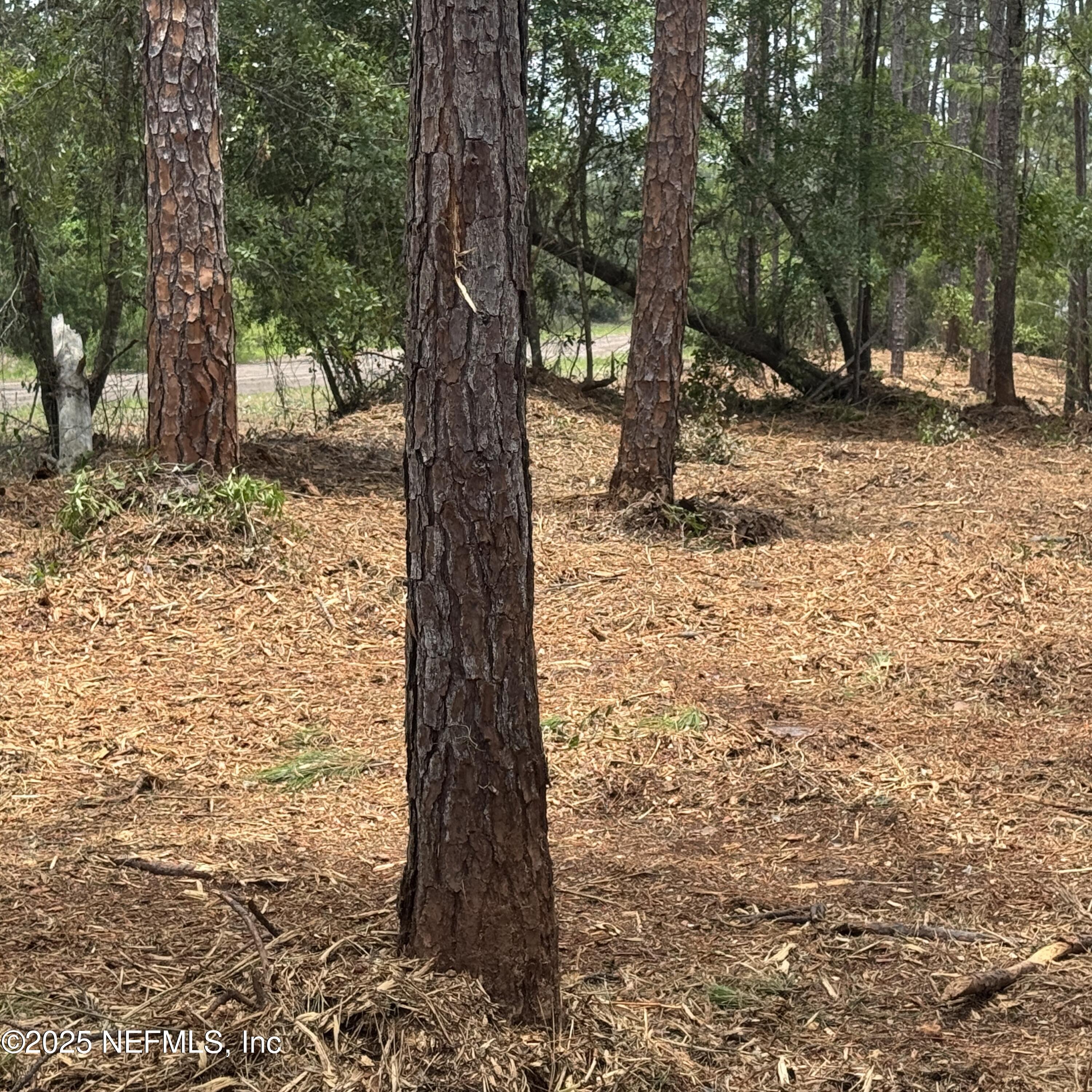 0 Wallace & Glen Interlachen, FL 32148 - Photo 4 of 7 a view of a yard with trees