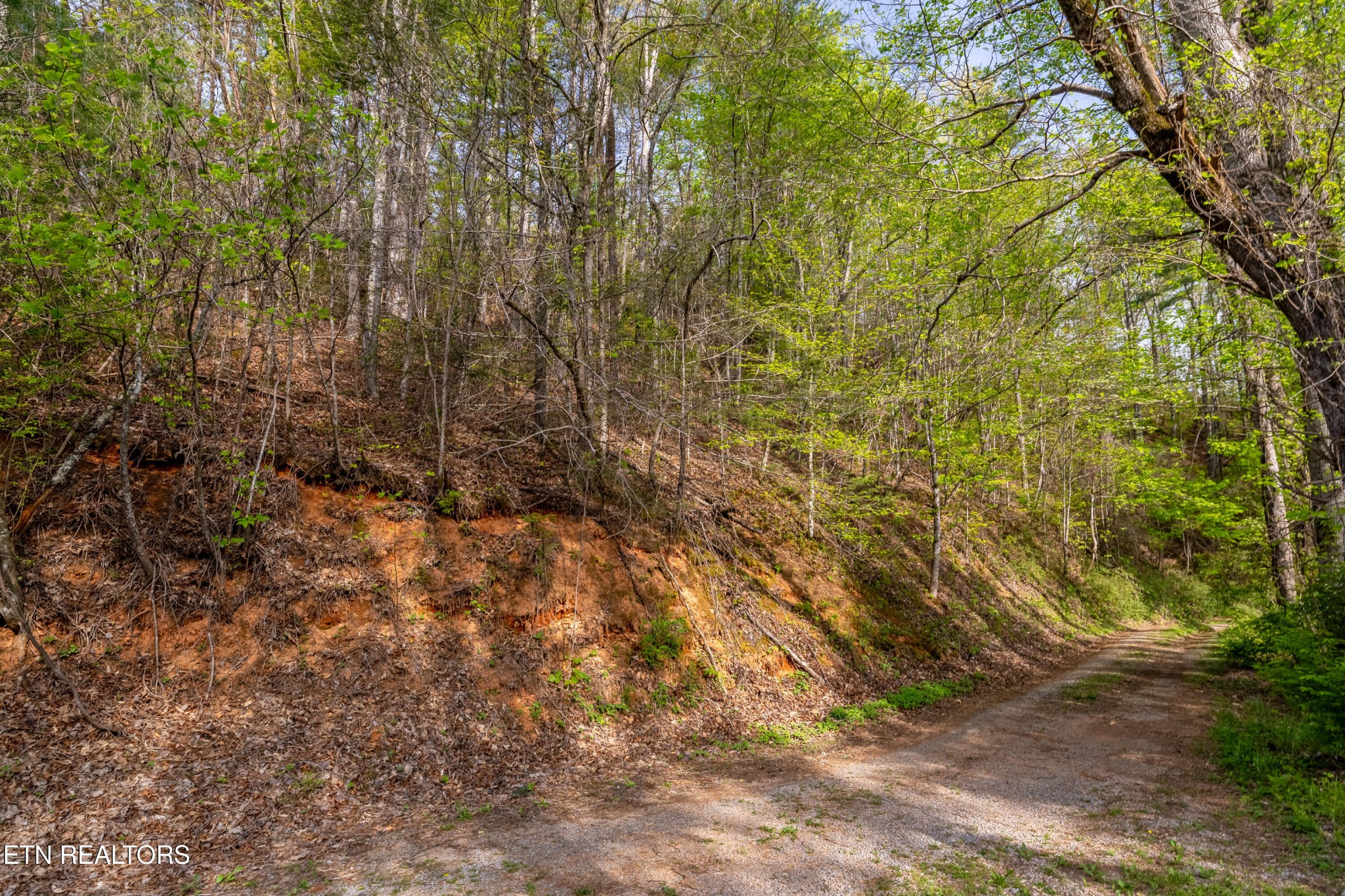 240 Mt Luke Road Townsend, TN 37882 - Photo 5 of 24 Gallery Image 5