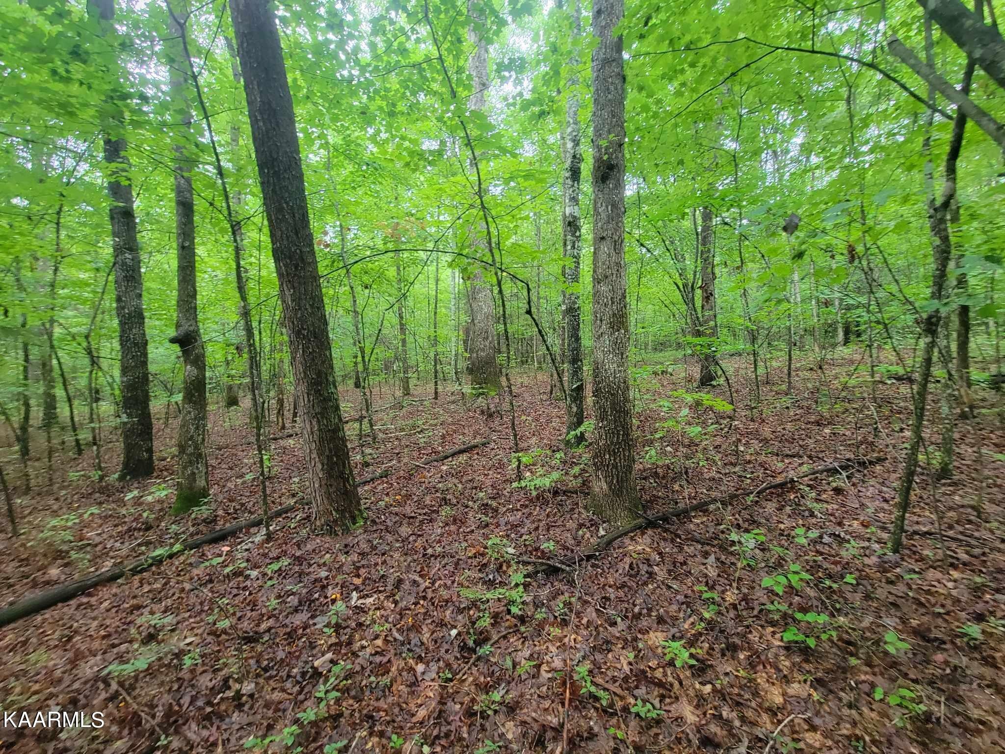 0 40 Model Farm Road Jamestown, TN 38556 - Photo 23 of 59